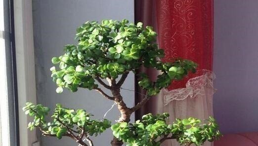 养“马齿苋树”，用点“它”，叶绿如玉，枝粗壮，1年就能成老桩！