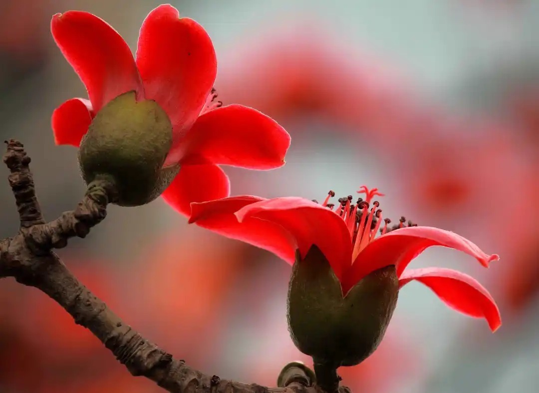 我们用红色征服了全世界!