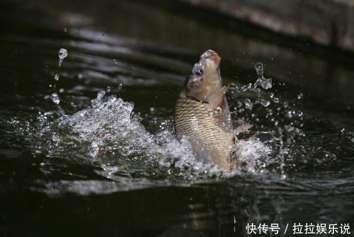 玉米粒|夏天水库钓鲤鱼,鱼饵这么搭配,轻松上鱼几十斤