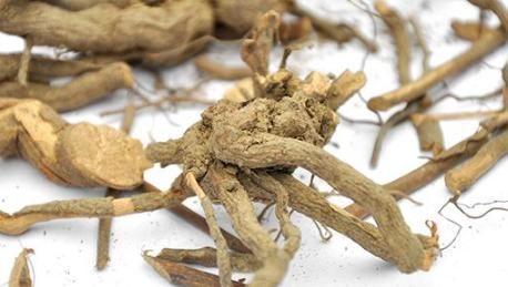 杨梅大家肯定都吃过，它的根都是有功效的，赶紧来看看吧！
