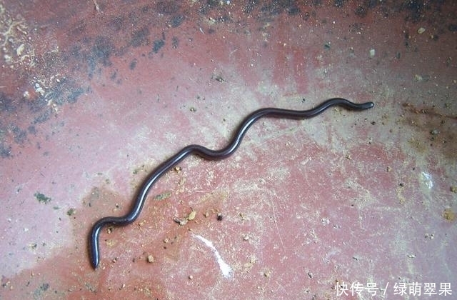 体重只|大千世界,十个最小记录,真是不能再小了