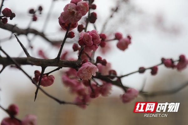 梅花|湖南新田：梅花盛开报春来（组图）