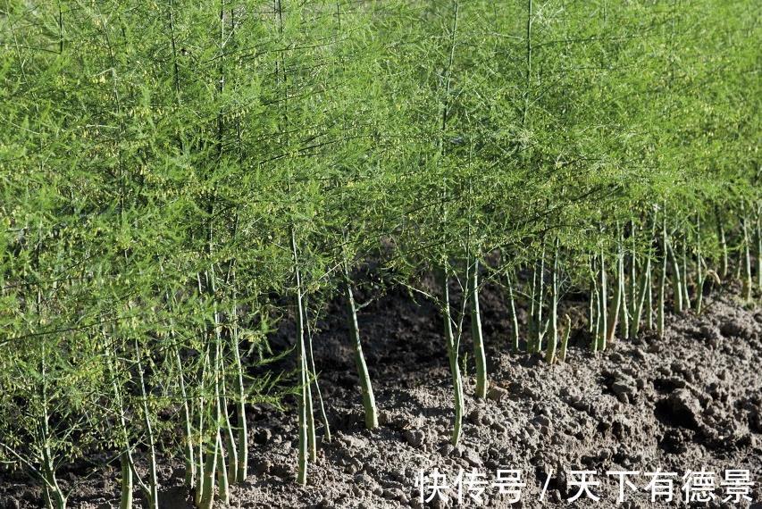 种植|芦笋是什么，吃都没吃过，怎么就成蔬菜之王了