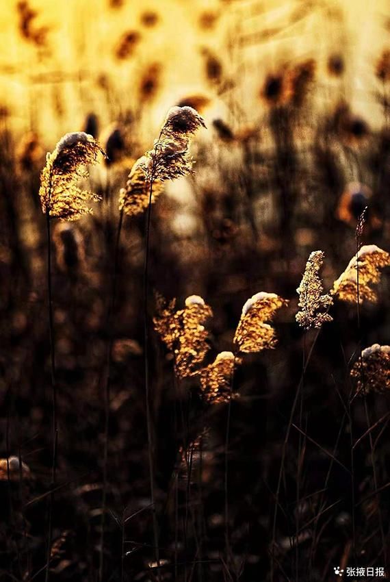 湿地|暖阳、湿地、芦苇荡……，恍然一幅画境