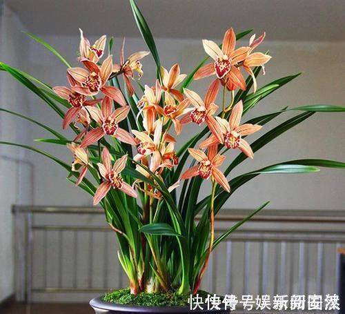 兰圃|这款兰花号称“爆盆小能手”,花色妖娆,花香味最浓,现正值花期