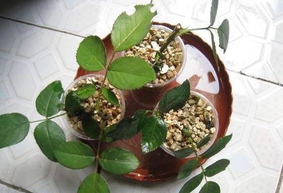 养花扦插总是失败,原因就是没做好“这五点”,不懂就快学一学