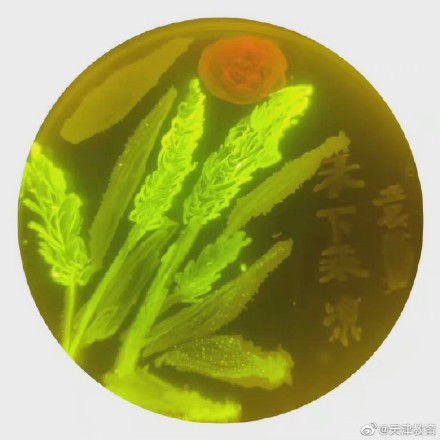 天津大学|用微生物绘画，天大这门课的期末考试“出圈”了