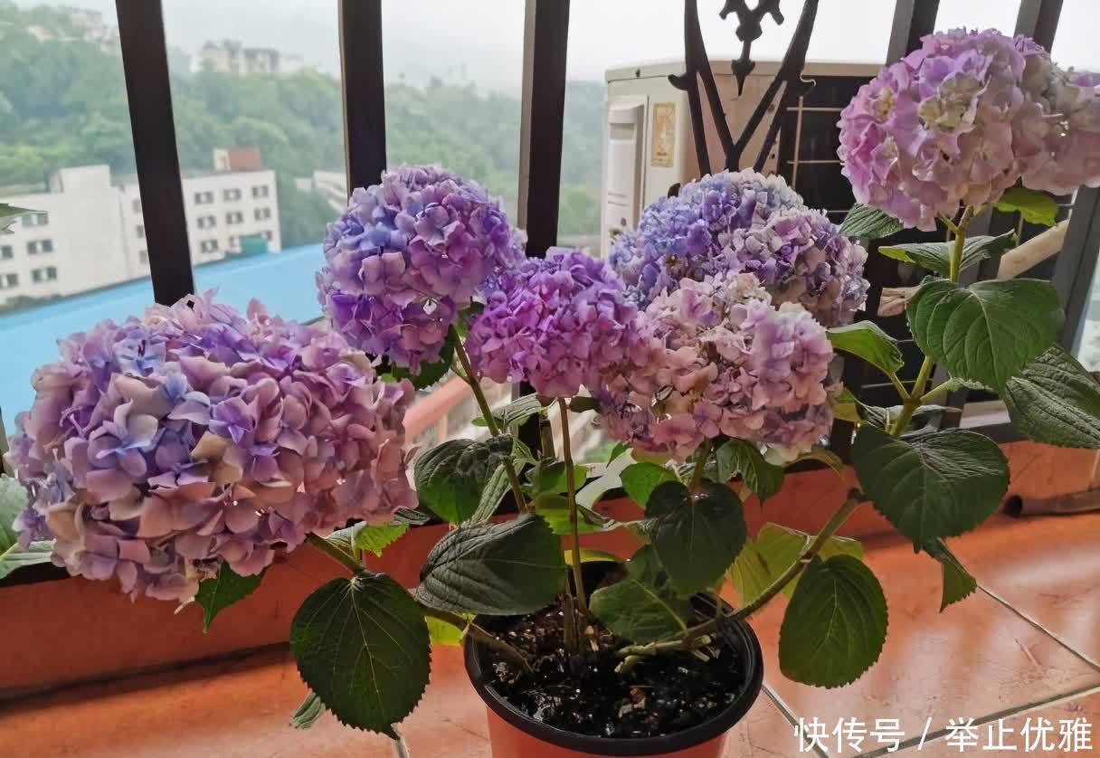养好绣球花,有“2招”,枝子多花苞多开成花球