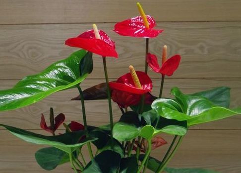 喜欢养花，不如养盆风车茉莉，花色多又艳，四季花开不停，美