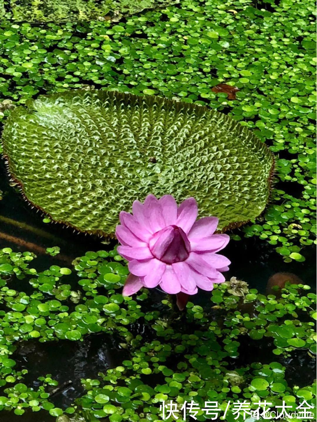 叶片|10种花太能喝水,一天一瓢水,7天爆满缸