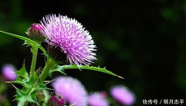 身体|这种“野花”采摘要带工具,摘下直接煮水喝,对人身体好