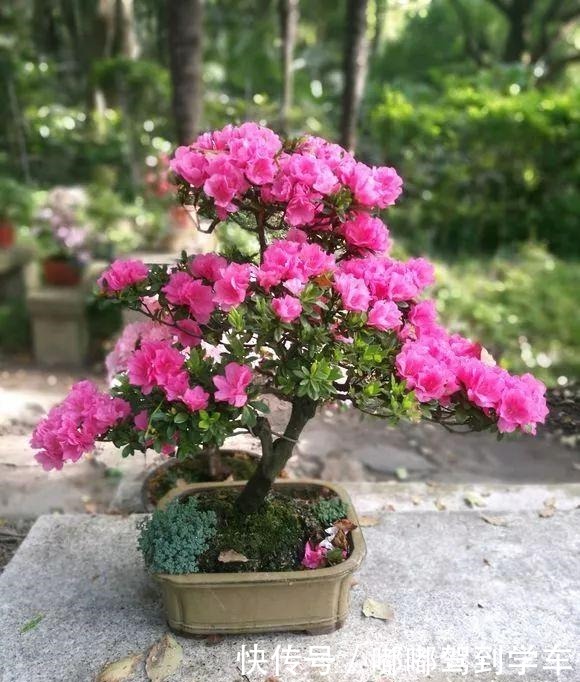 公认“最难养”的3种花，养一盆死一盆，看看你家有没有！