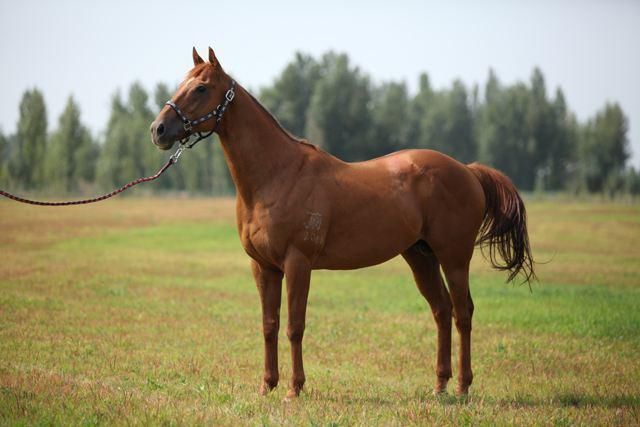 马桩|农村俗语“是善是恶看眉眼,是贫是富看马桩”,有何寓意