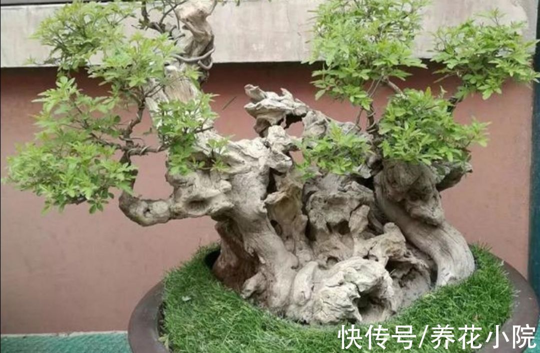 树桩|山上遍地的黄荆,做成漂亮盆景,古朴苍劲观赏性强