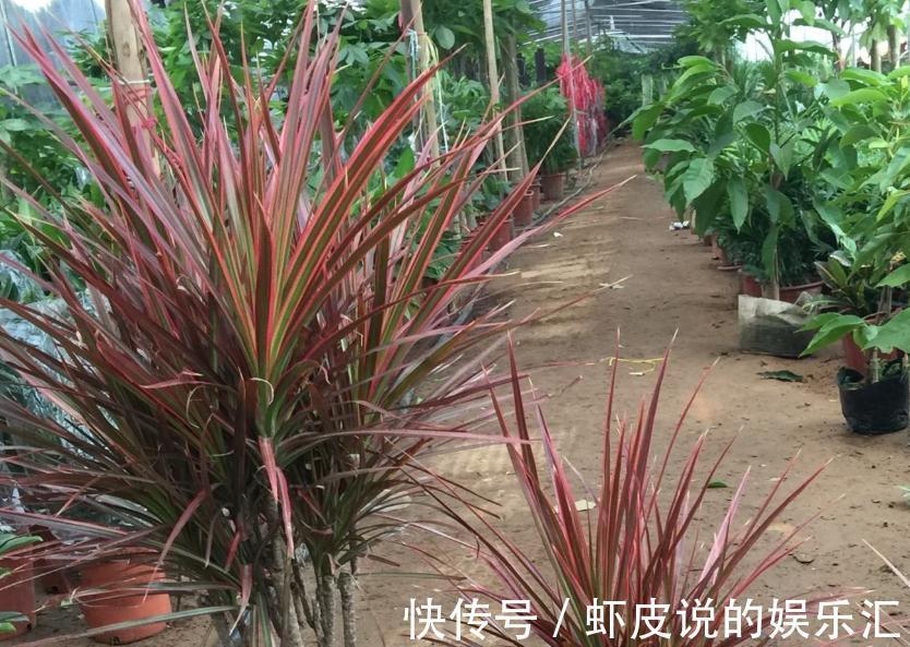 冬季阳台首选3种花,叶子漂亮,大气上档次,养过的人都说好