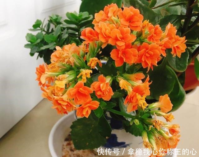 这5种花,叶子不能喷水,一喷就全烂了!这5种花,叶子不能喷水,一喷就全烂了!