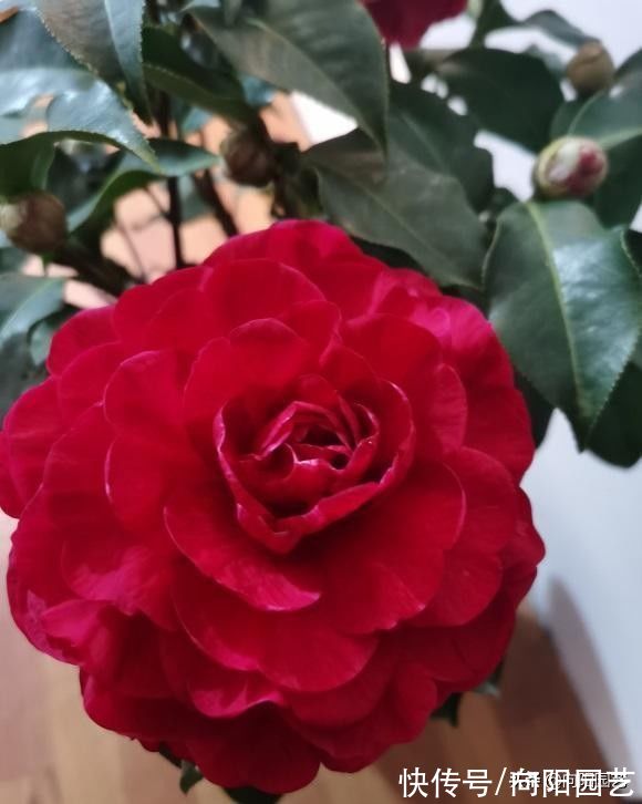 路边的茶花开得很美，千万别买，买回家就凋谢，你是养不好的