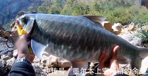 颜色|和朋友深山钓鱼，意外钓上“奇鱼”，鱼鳞大，颜色也特别，什么鱼