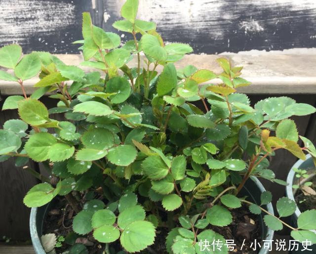 春季,养月季,做好4点,新芽蹭蹭冒,又粗又壮