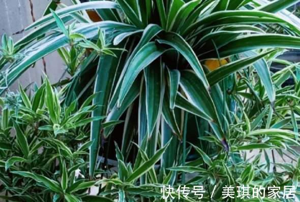 尼古丁|家里养这4种植物,被誉为“天然净化器”,“霸气”护宅