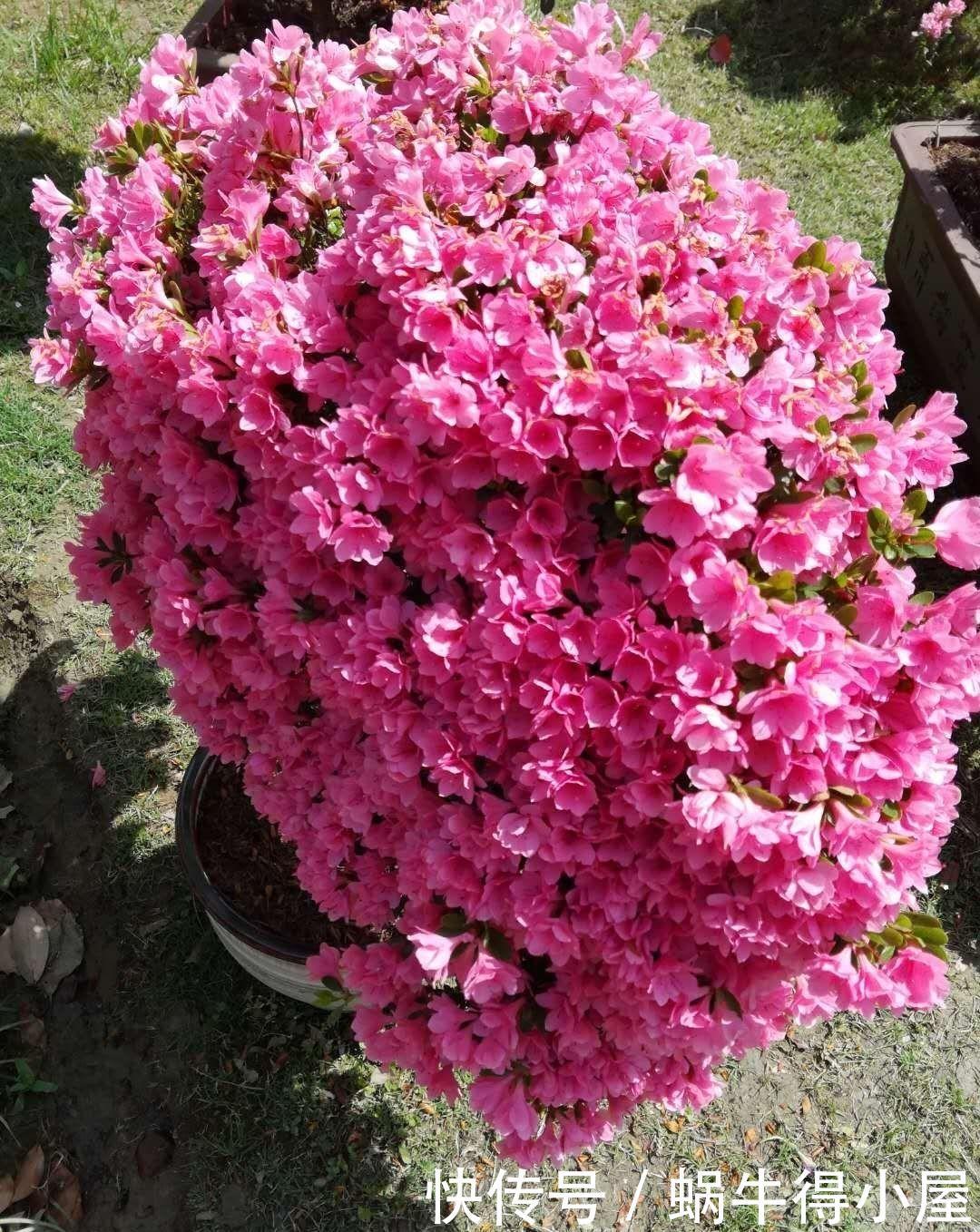 杜鹃开完花,春天多修剪,剪了残花剪新芽,整整齐齐大一圈