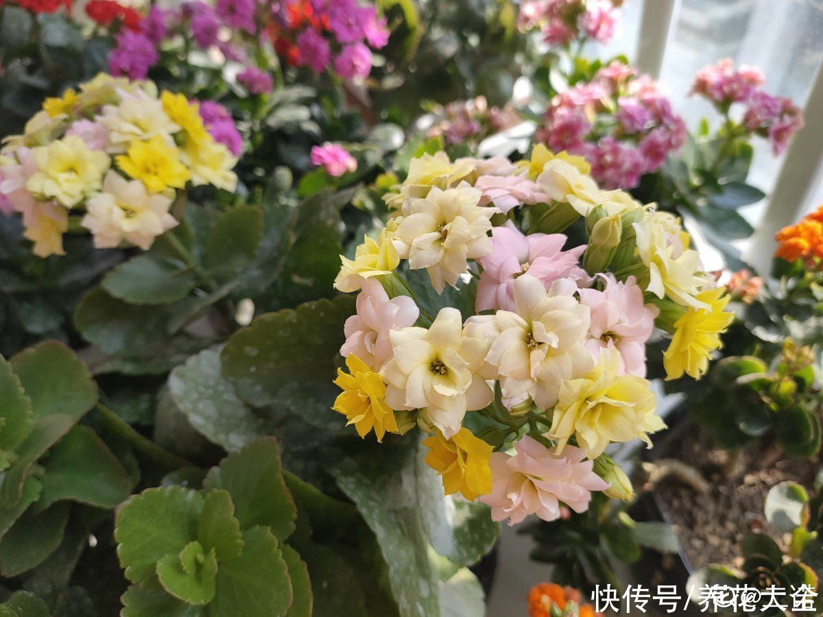 3种花就适合养满窗台，一开花犹如花海，满屋都是花
