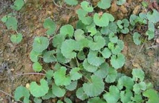 药草|乡下此药草,人称“解毒王”,可惜农民不识当它是野草,错过1宝