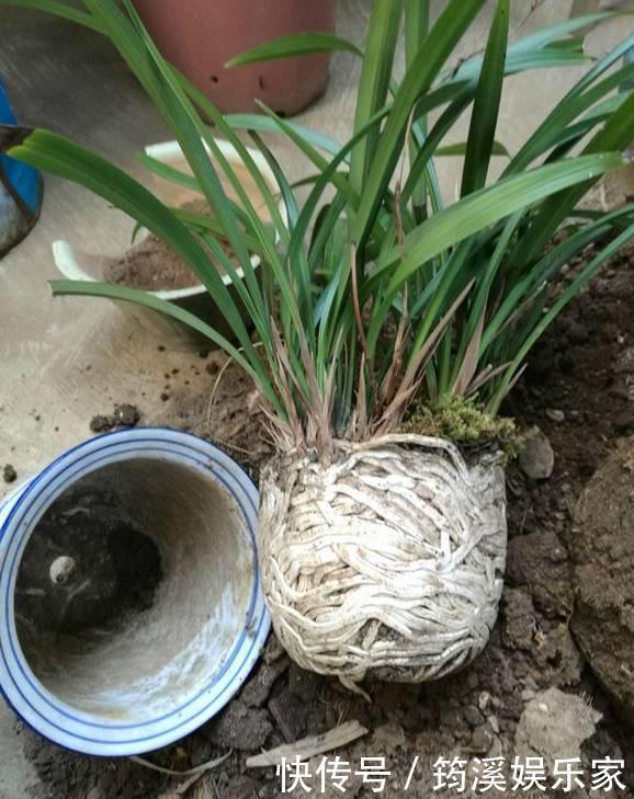 绿萝|4种花爱“吃土”,1年不换盆,盆里全是根不见土,换盆才能长好