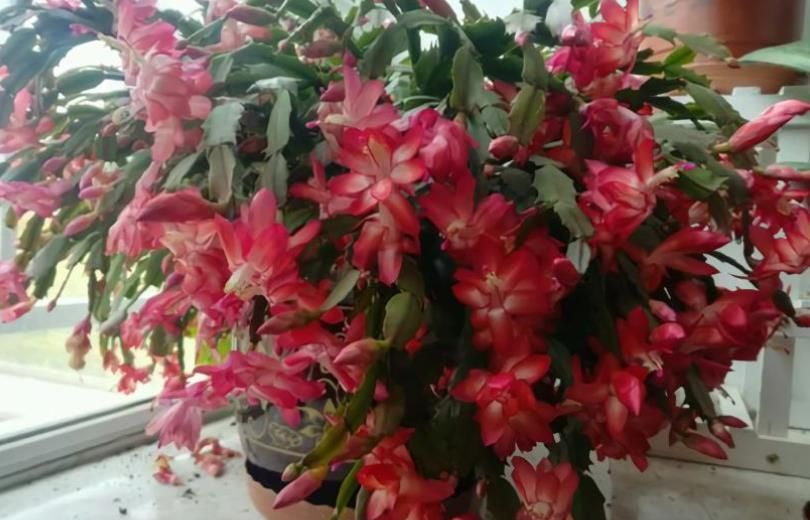 秋冬|秋冬养蟹爪兰,2件事要牢记,做好了花苞蹭蹭长