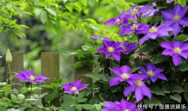 爬满|喜欢养铁线莲怎么办做好3小步,蹭蹭蹿芽,爬满篱笆墙!