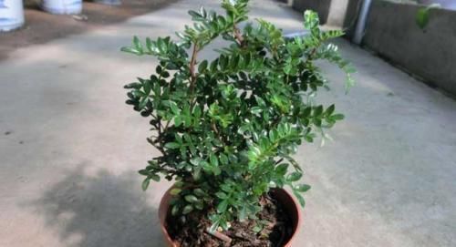 养花推荐家里养棵清香木,清香四溢,造型独特,还能净化空气