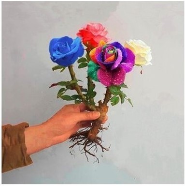 建议不管房子多大,摆上6种盆栽,花香满屋,来客有面子