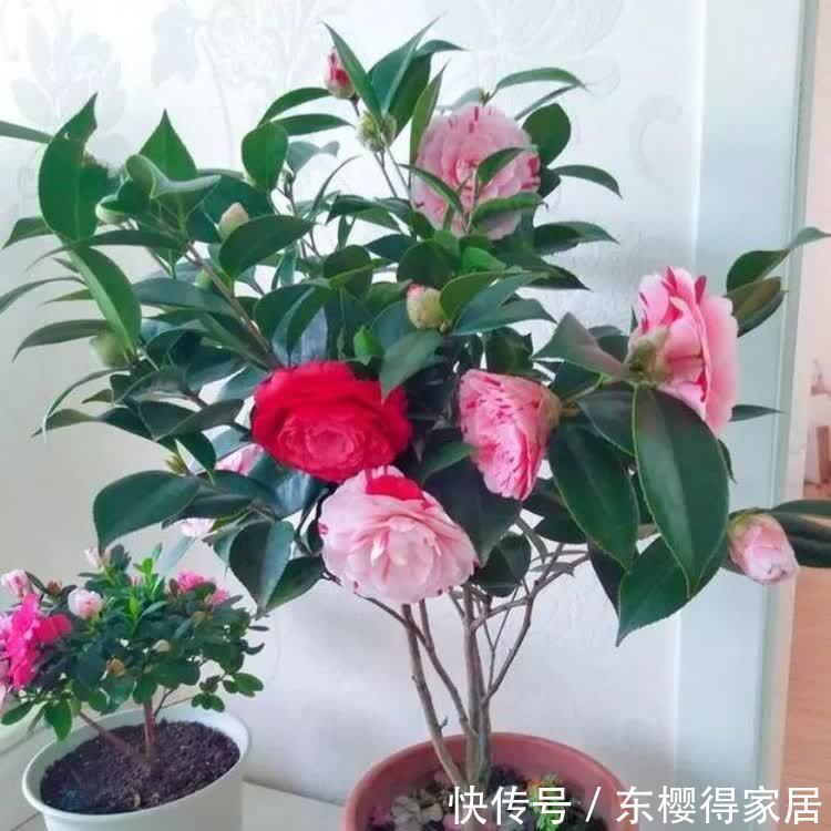 正月二十九，家中摆上4种“富贵花”，清丽雅致，别具一格