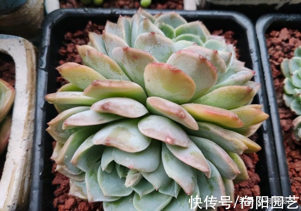 繁殖|养了这么长时间的多肉,你有后悔吗?是不是也想要出坑了