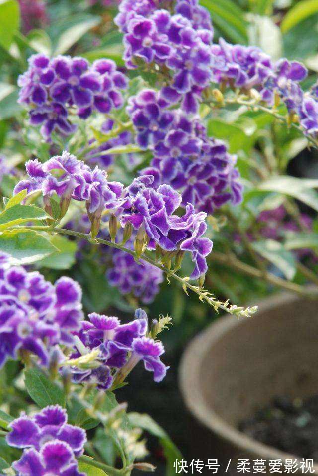 命里带“金”的花,开花美翻了,养在家里还有好兆头