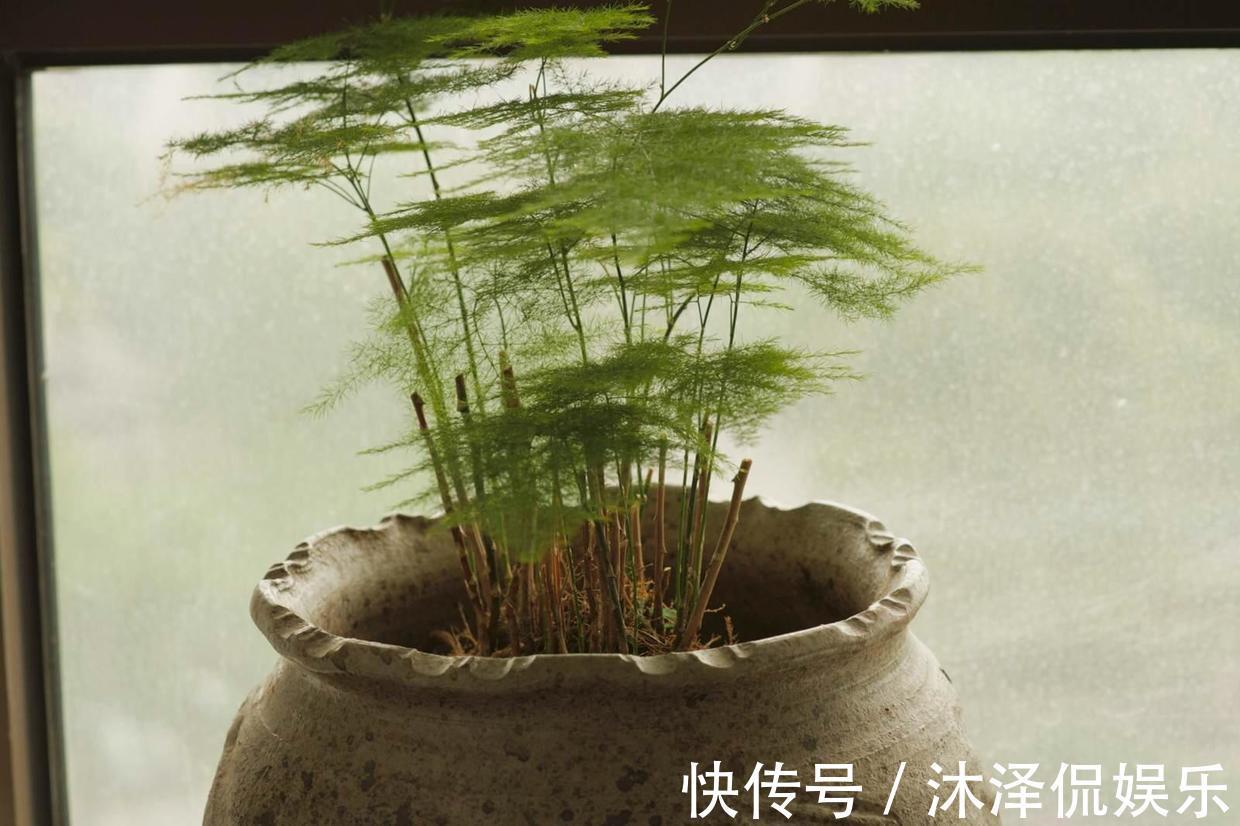 花友|她家的文竹成了精,爬的满屋都是,剪不迭!
