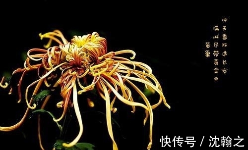 饮酒|秋高气爽的九月,一起到古诗词里登高望远,饮酒赏菊