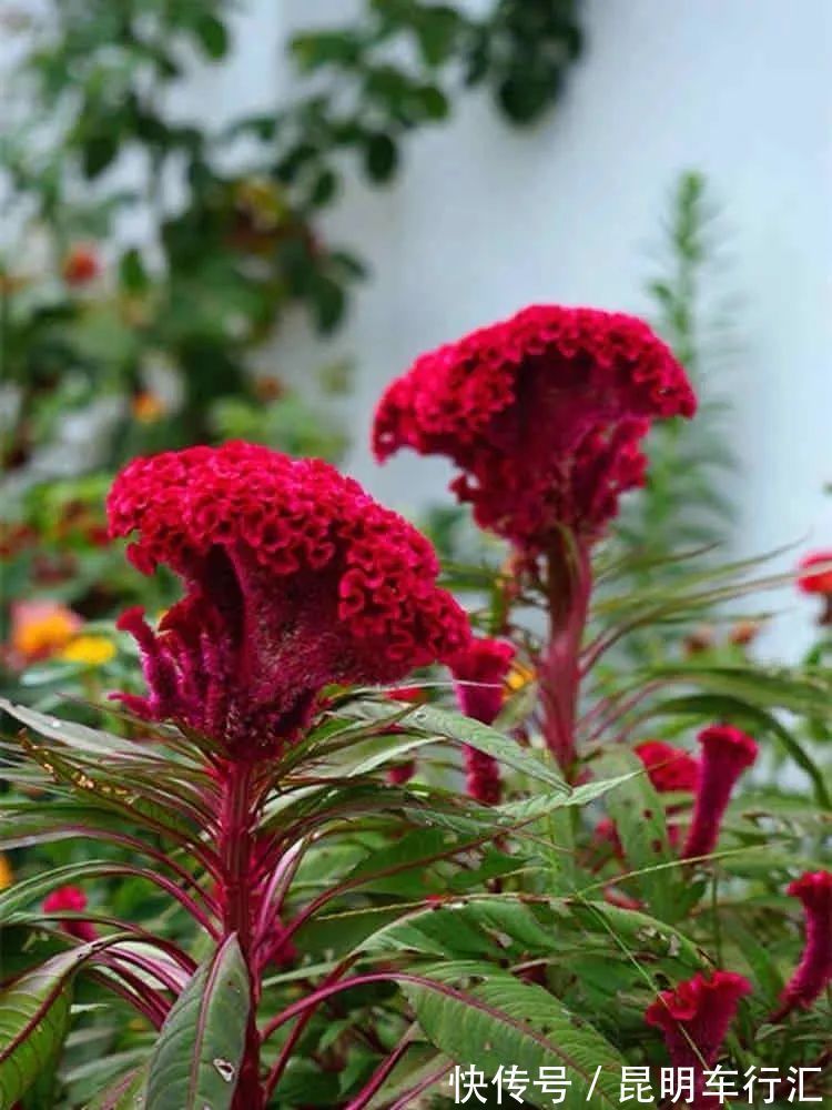 茉莉花|老中医最喜欢的五种花，家里养一盆，越养身体越健康，你家养了吗