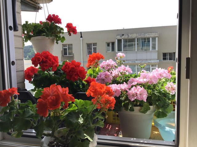 5种花卉,叶子臭味大,开花美醉了,炒菜太好吃了