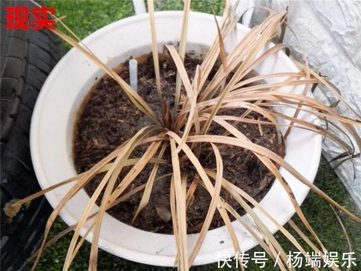 最难养的6种花，买一盆死一盆，想想都生气！