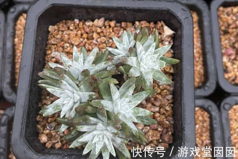 植株|养多肉植物白菊，扦插、服盆、日常打理该注意什么？