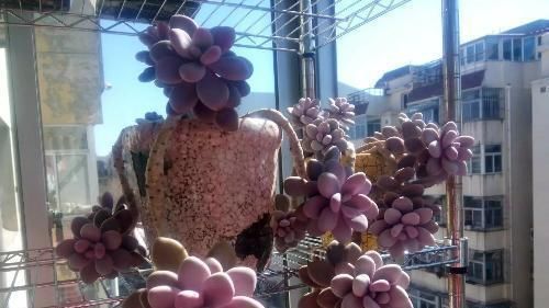 捷径|养多肉老桩没有捷径,踏踏实实才能长出状态,撸叶子只是表面功夫