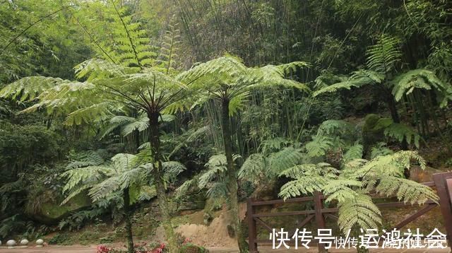 桫椤树|游山玩水碰上这4种花树,离远点不能挖,它们很珍贵