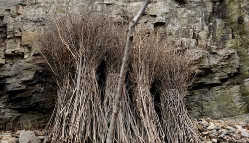 无人|项羽霸王戟重300斤，如今无人拿起，是现代人体质下降了吗