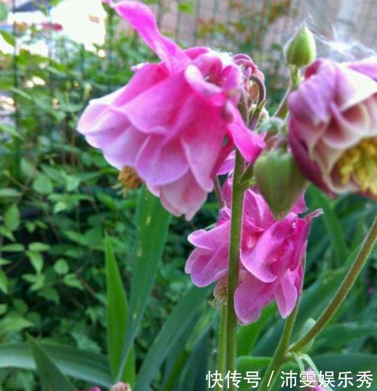 耧斗菜|4种花养家里，福旺运旺财更旺，开花漂亮财运来，旺运一整年