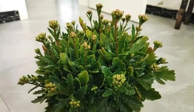 长寿花养成老桩价值高,教你3字口诀,1年变老桩,开成花球