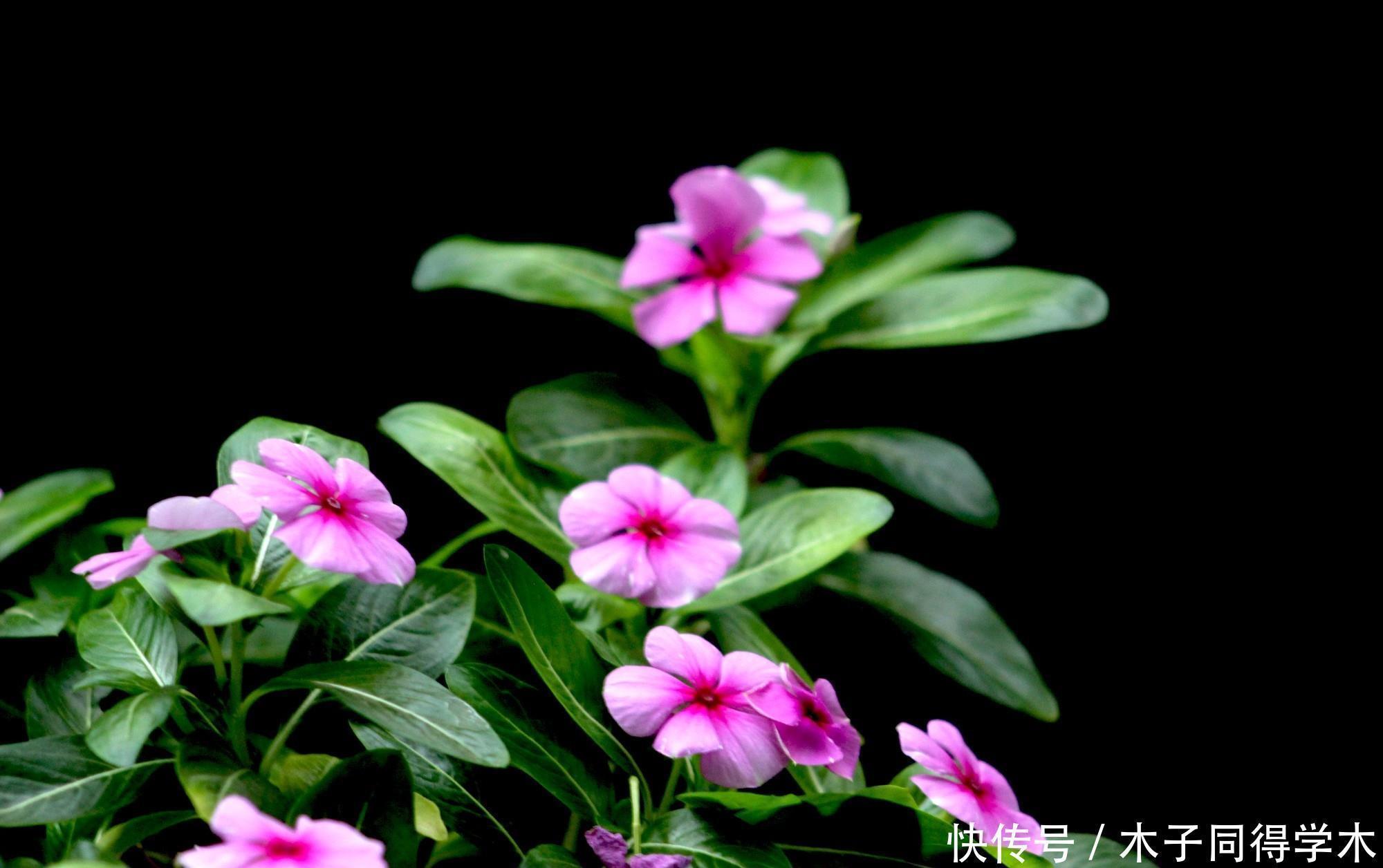 漂亮|五种简单好养的漂亮省心花，不招虫、不生病！居家养花别错过