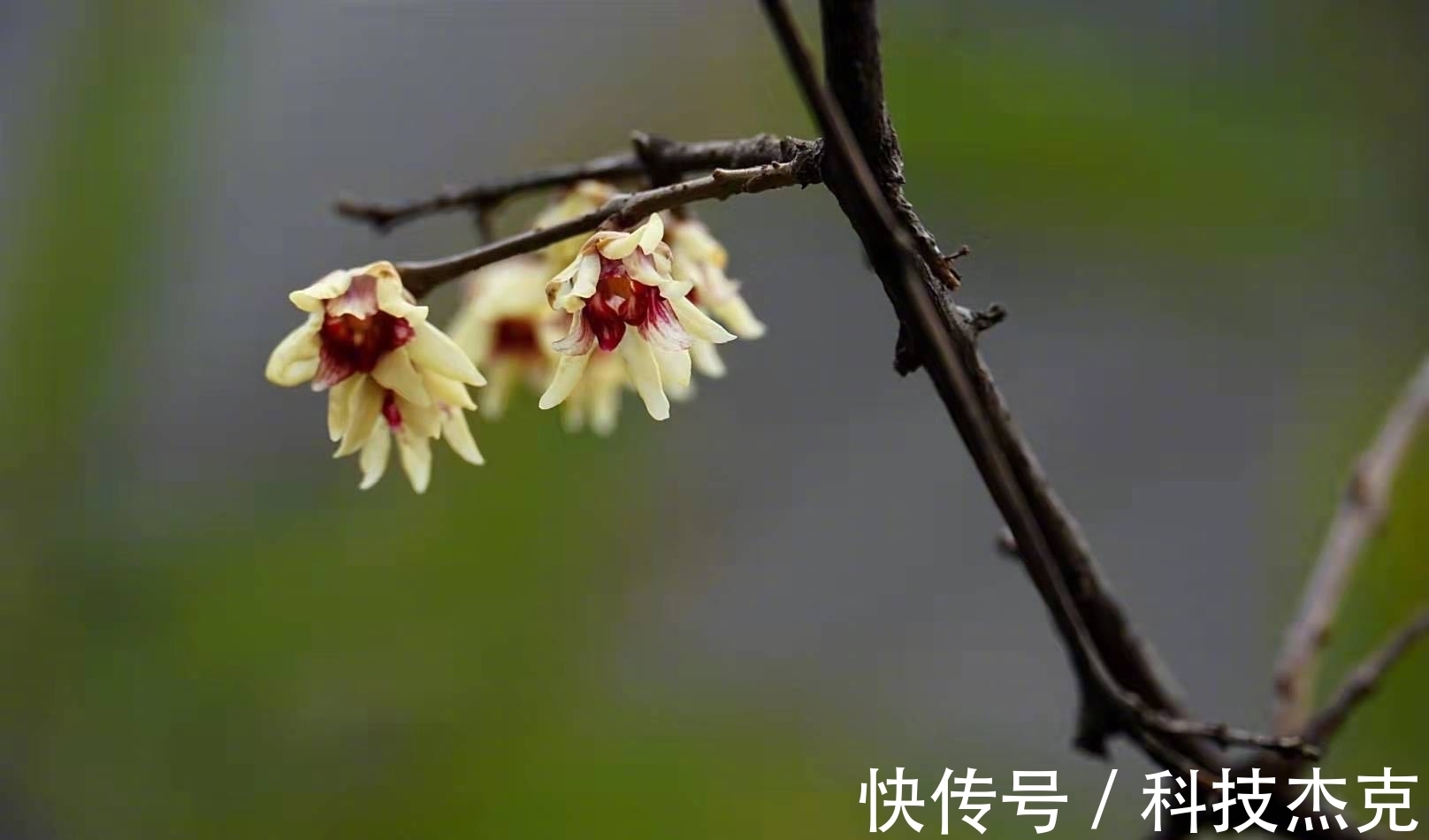 京城梅花先趁小寒开