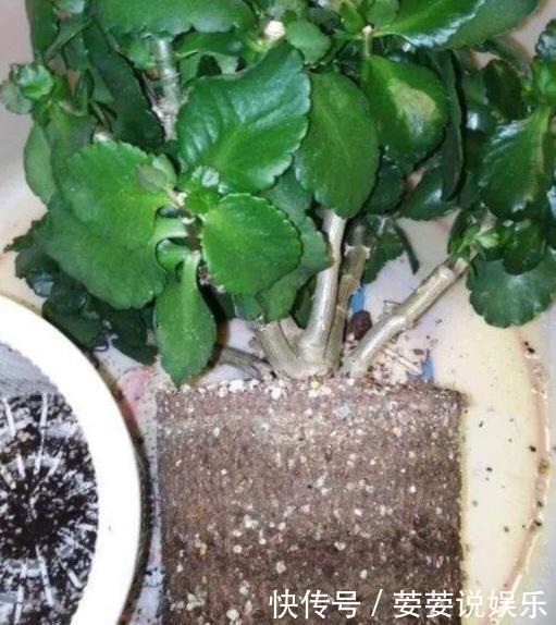 有机肥|养花用什么土好这样“用土”,土不板结,茁壮生长,开花很旺