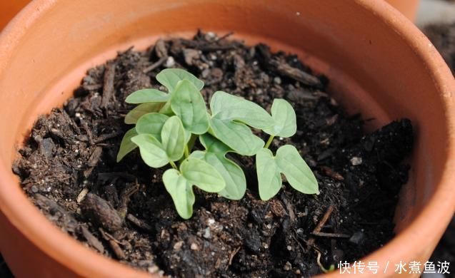 夏天急着赏花养4种花，掐根枝条就能活，今年还能开花